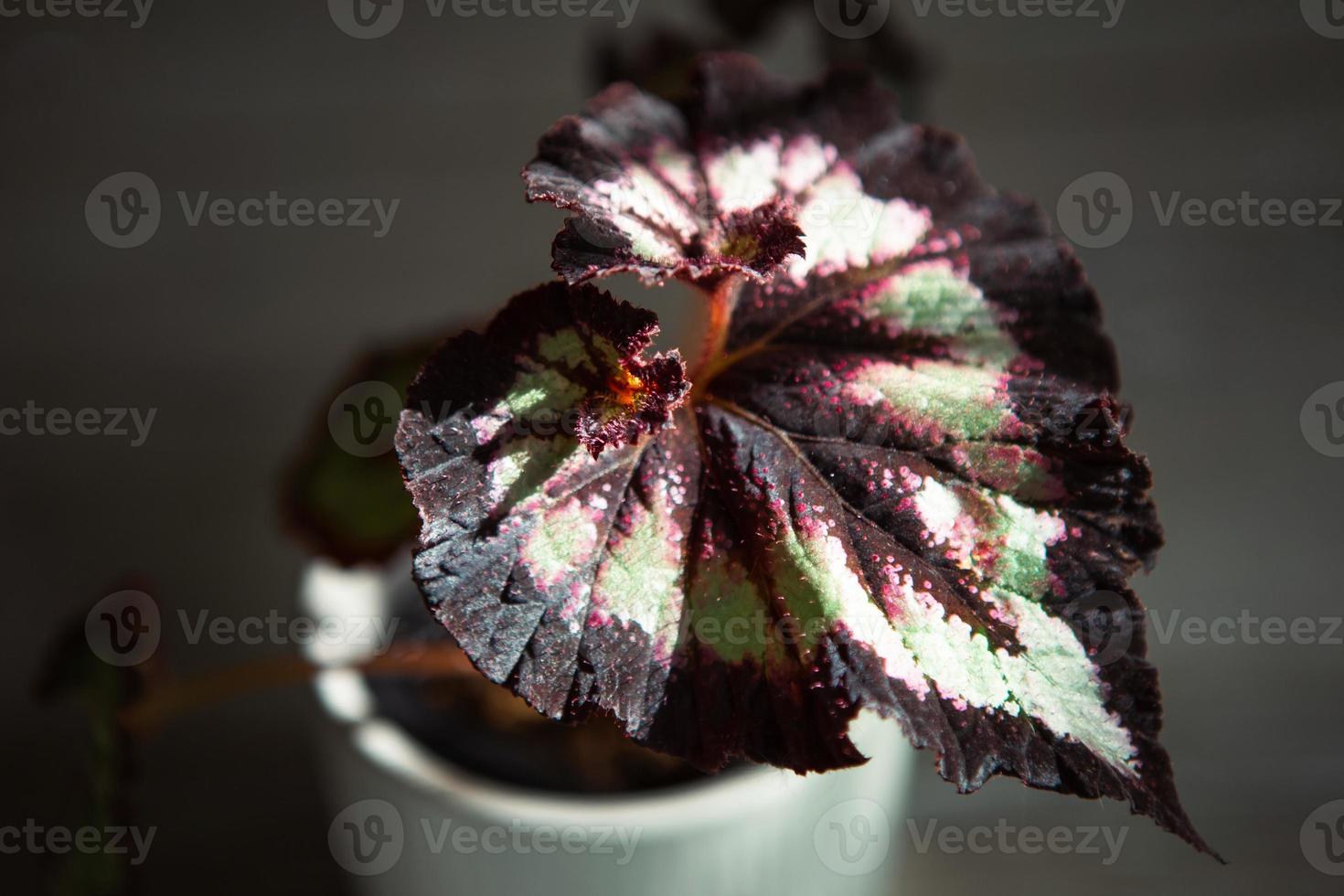 Beautiful leaves of decorative deciduous begonia with a close-up ornament in a pot. Copy space. Growing potted house plants, green home decor, care and cultivation photo