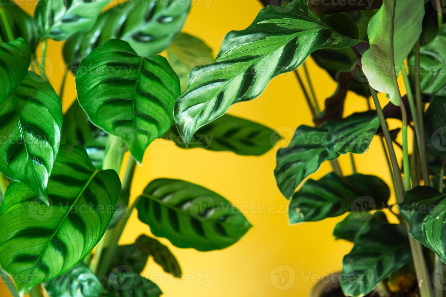 Calathea leopardina green pattern leaf close-up. Potted house plants, green home decor, care and cultivation, marantaceae variety. photo