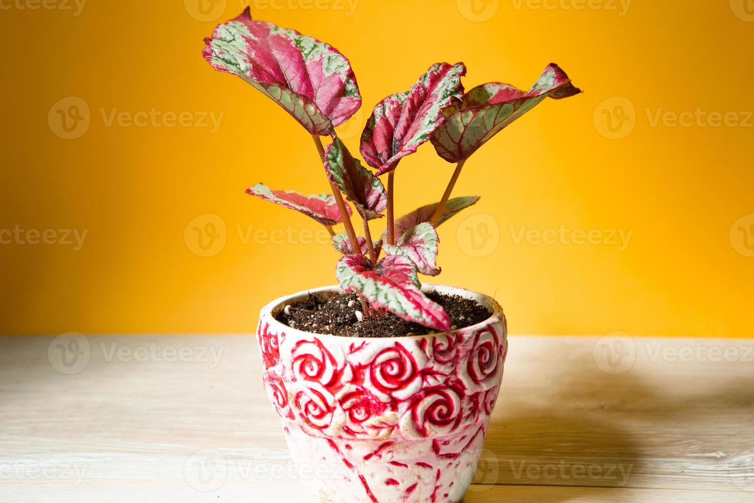Beautiful leaves of decorative deciduous begonia with a close-up ornament in a pot. Copy space. Growing potted house plants, green home decor, care and cultivation photo