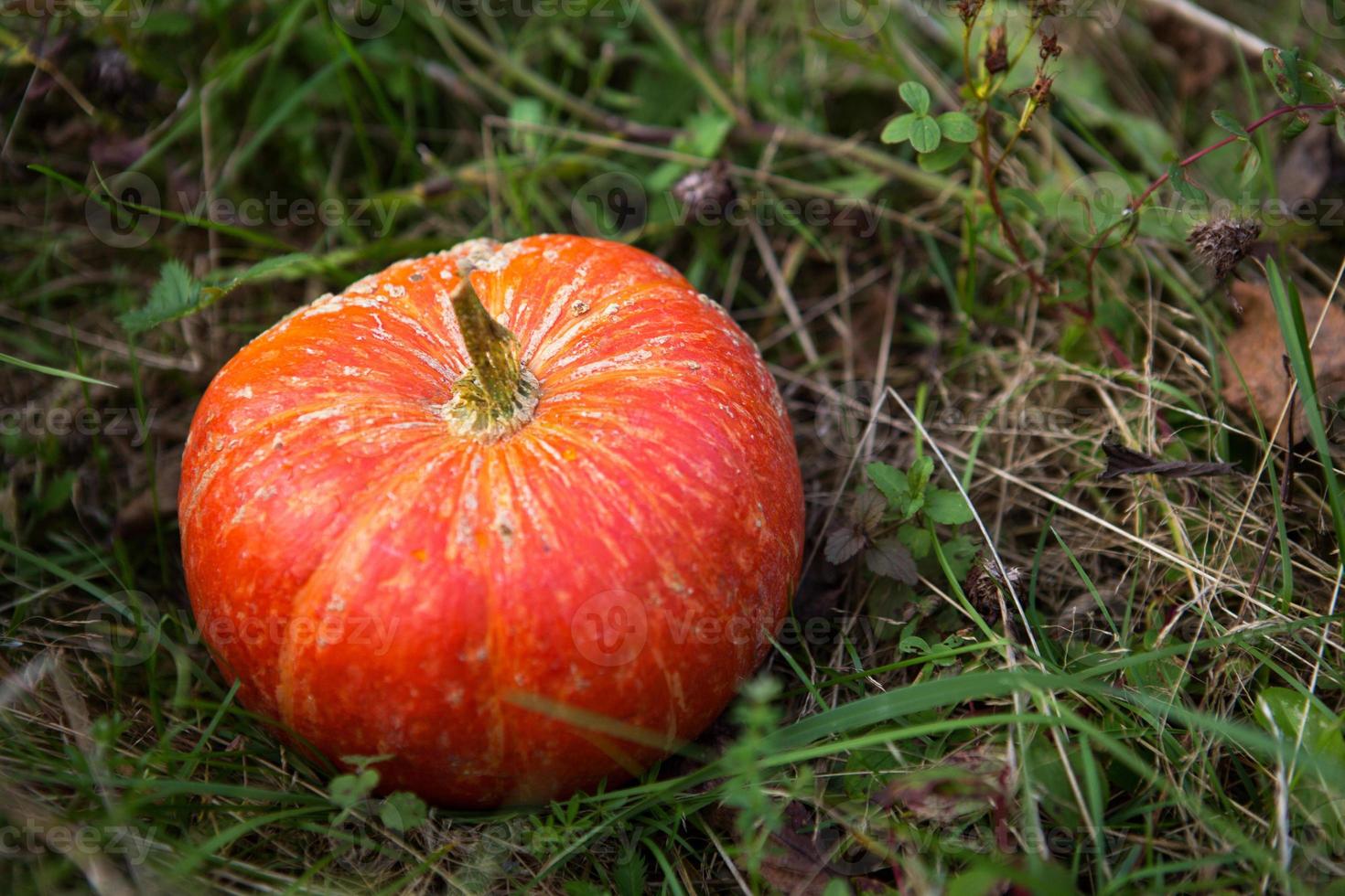 Orange round pumpkin on green grass. Autumn harvest festival, Halloween, thanksgiving. Space for text photo