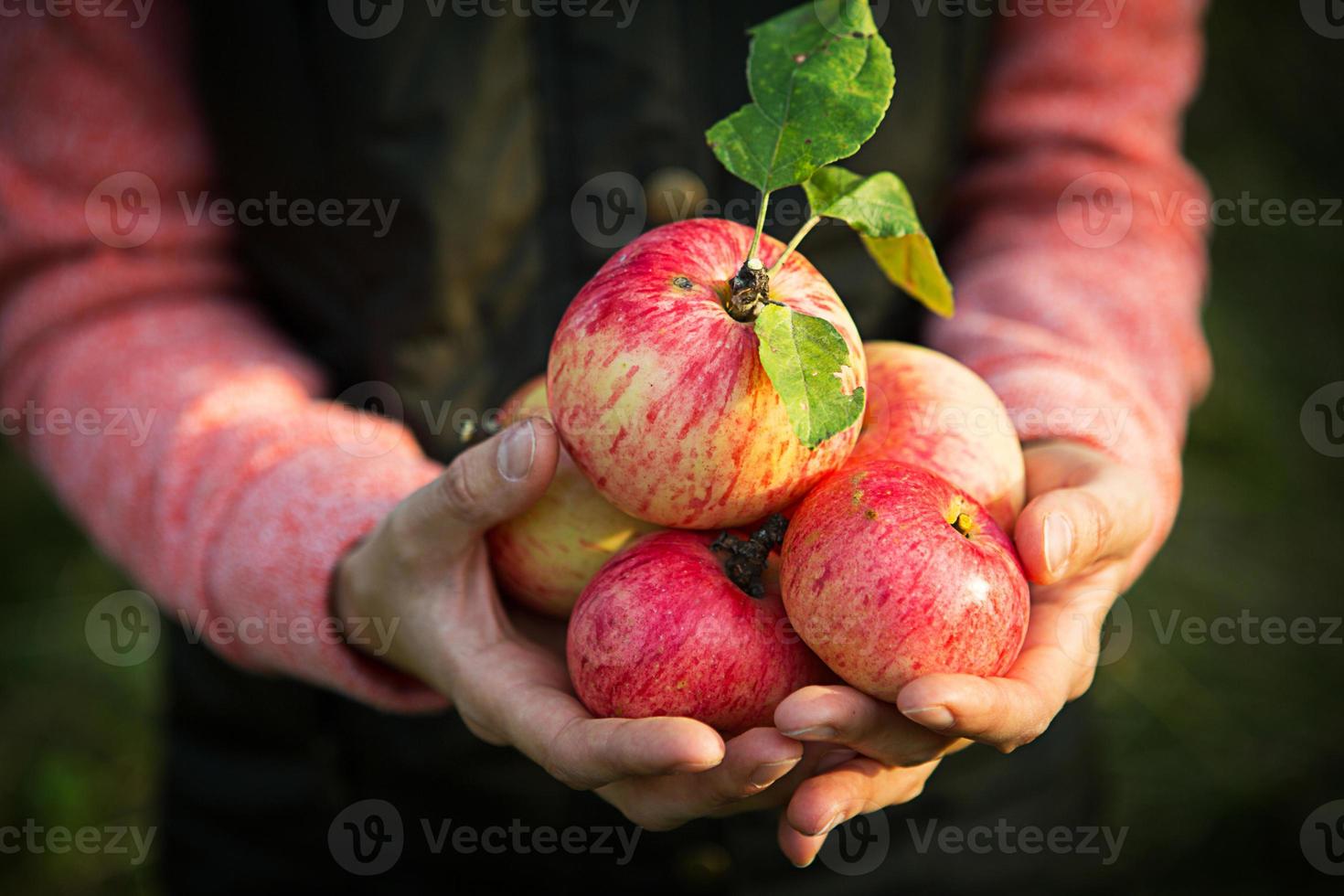 Pink with stripes fresh apples from branches in women's hands on a dark green background. Autumn harvest festival, agriculture, gardening, thanksgiving. Warm atmosphere, natural eco-friendly products photo