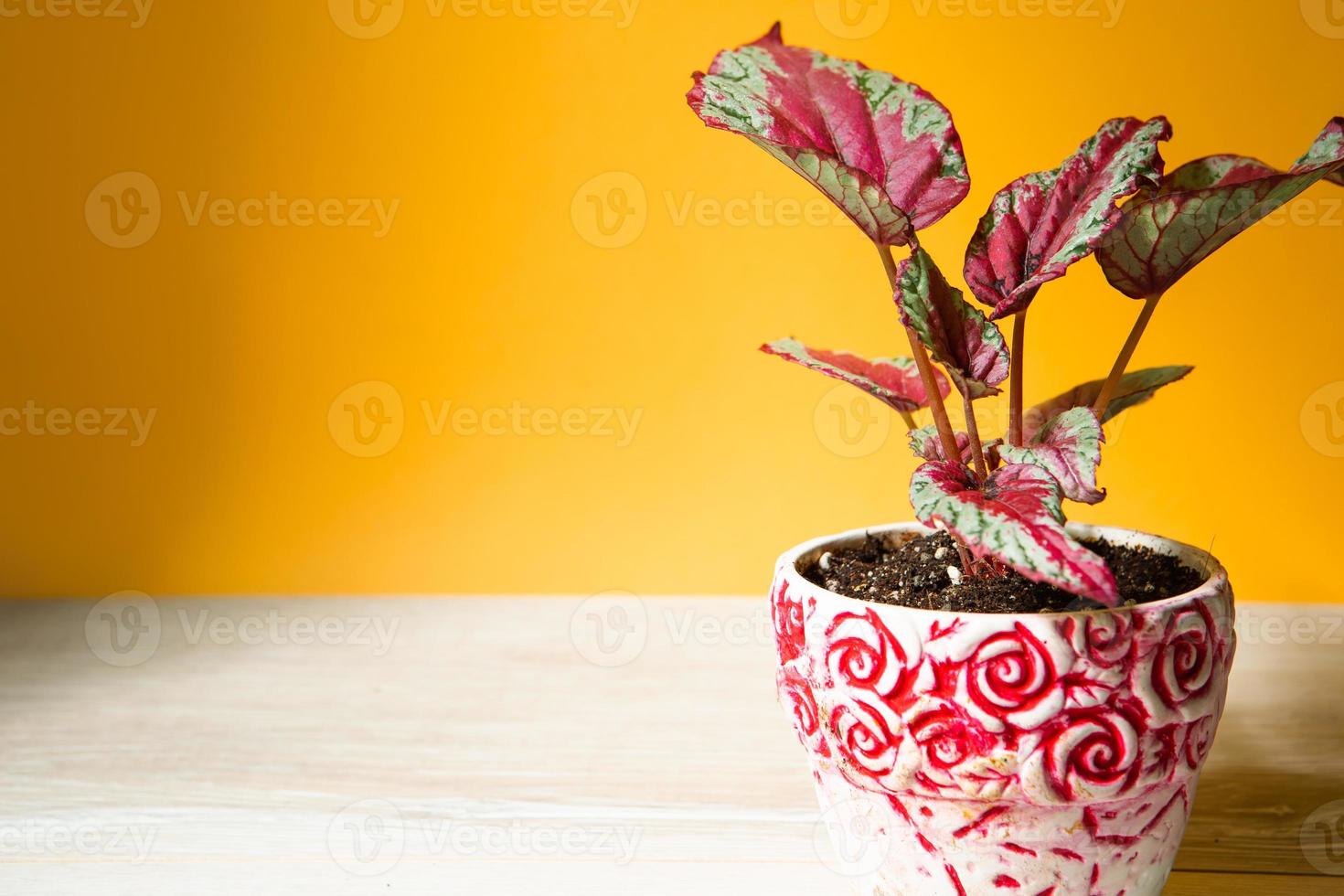 Beautiful leaves of decorative deciduous begonia with a close-up ornament in a pot. Copy space. Growing potted house plants, green home decor, care and cultivation photo