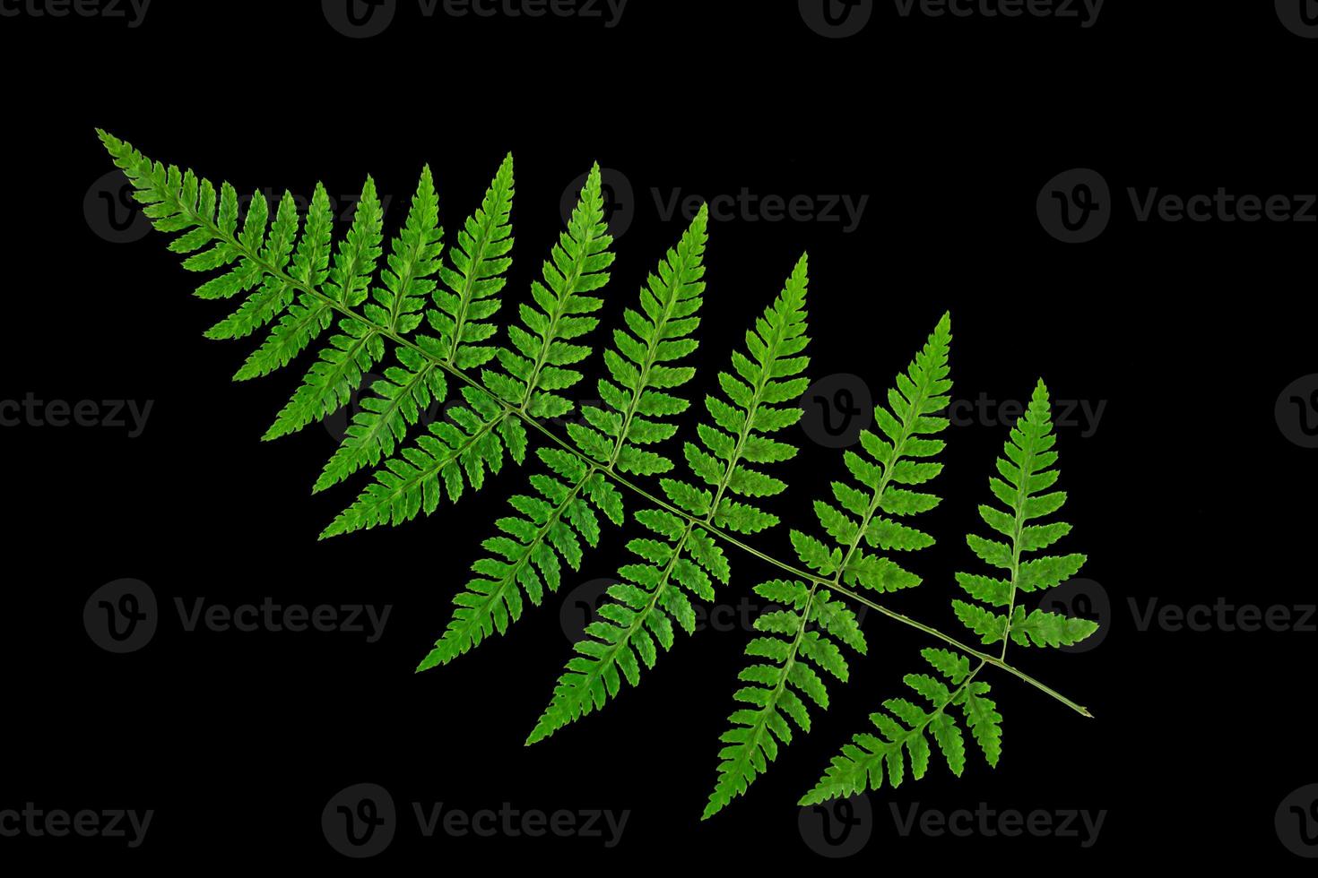 Green fern leaf on a black background, isolate. Natural dry leaf of the plant, ornament. photo