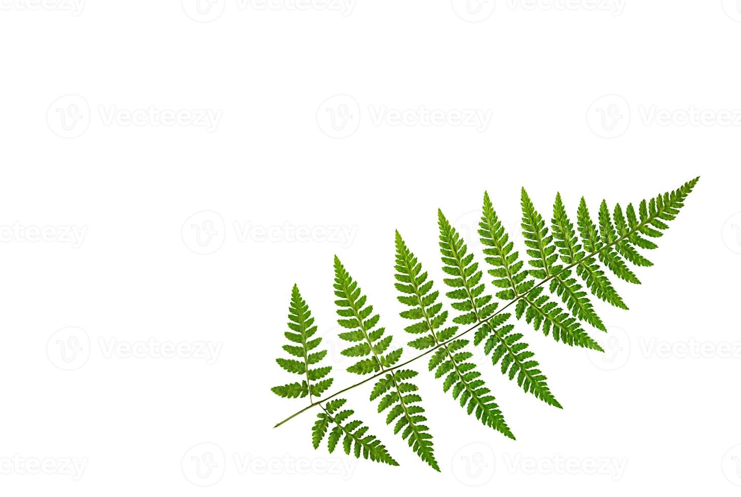 Green fern leaf on a white background, isolate. Natural dry leaf of the plant, ornament. photo