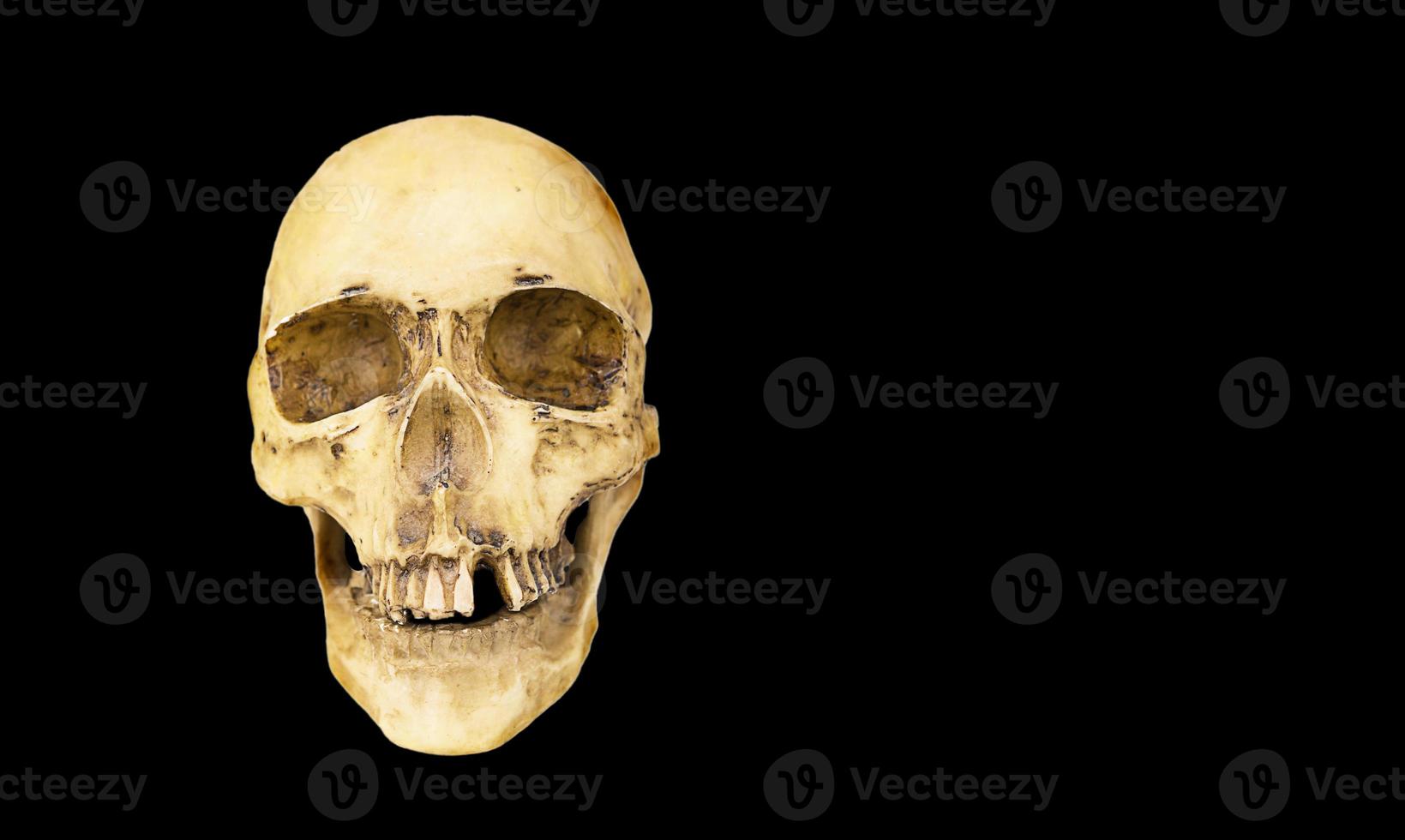 A model of a human skull on a black background, isolated. Head bone, eye sockets, teeth-a concept for science, medicine, Halloween. Copy space. photo