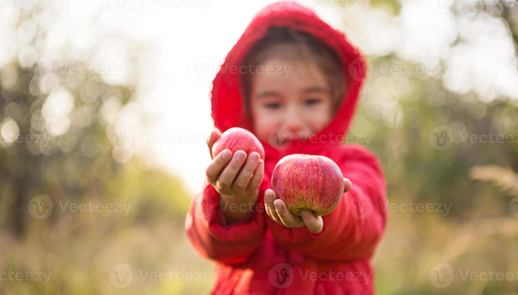 A little girl in a red jacket with a hood holds out apples in her hands. Autumn harvest festival, thanksgiving, orchard, vitamins. Space for text photo