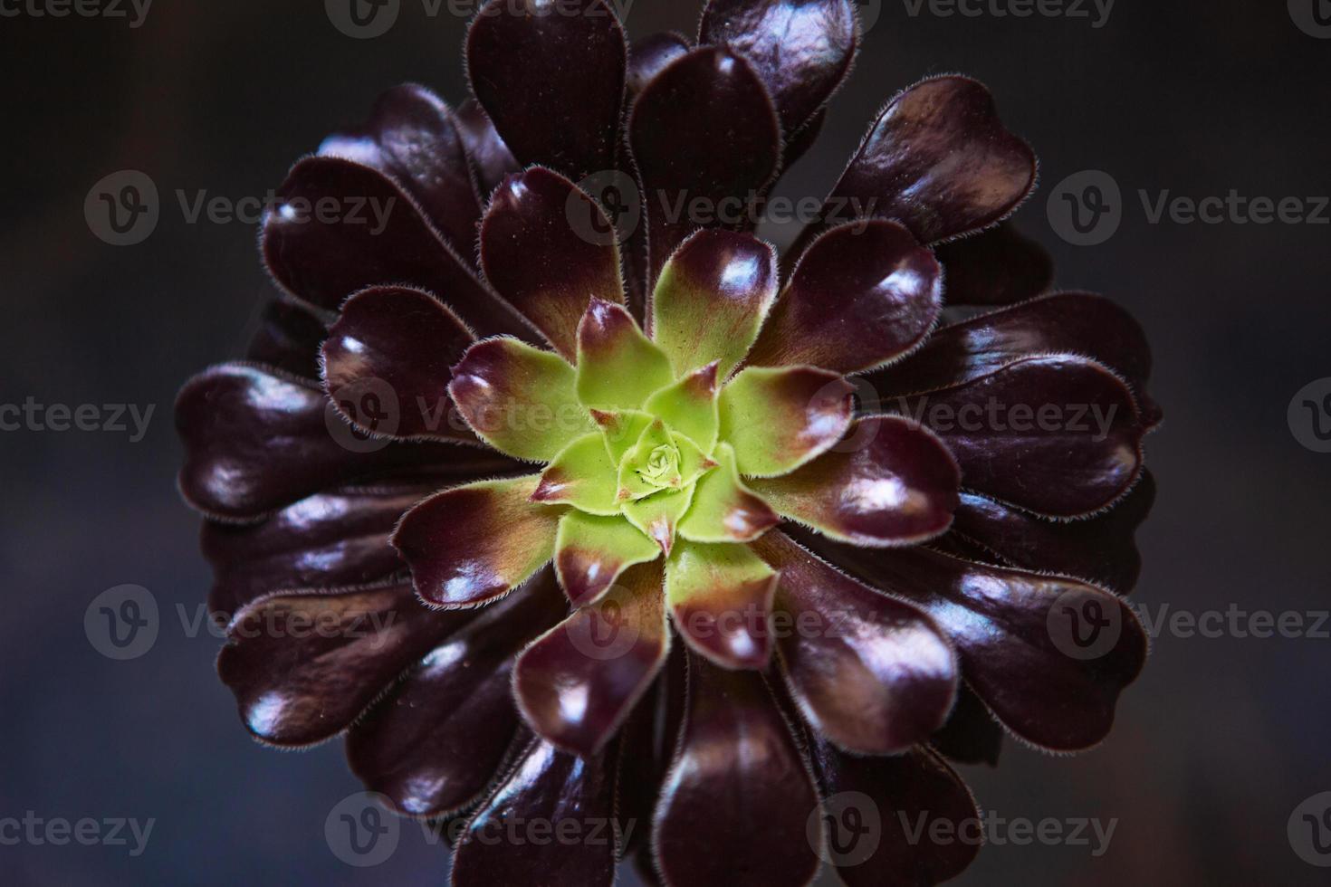 Home flower aeonium close-up - burgundy rosette of petals, green middle. Succulent is a symbol of Fibonacci harmony. Care of indoor plants photo