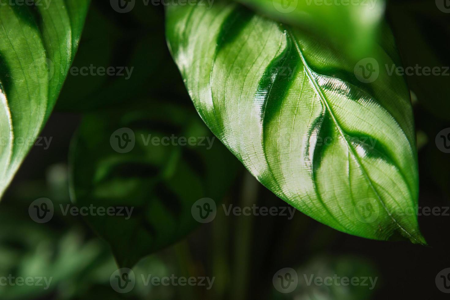 Calathea leopardina green pattern leaf close-up. Potted house plants, green home decor, care and cultivation, marantaceae variety. photo