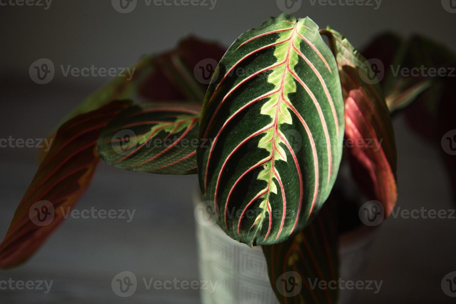 Beautiful maranta leaves with an ornament on a grey background close-up. Maranthaceae family is unpretentious plant. Copy space. Growing potted house plants, green home decor, care and cultivation photo