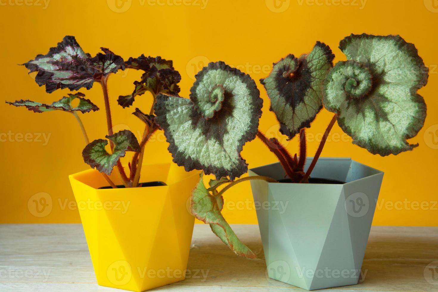 Beautiful leaves of decorative deciduous begonia with a close-up ornament in a pot. Copy space. Growing potted house plants, green home decor, care and cultivation photo