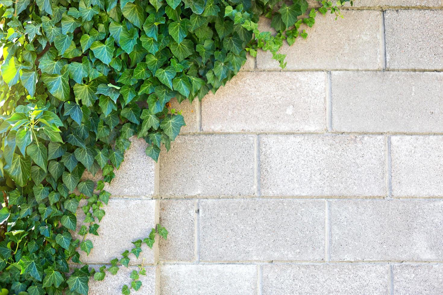 la pared de ladrillo gris está cubierta de hiedra decorativa verde. fondo natural, valla de piedra foto