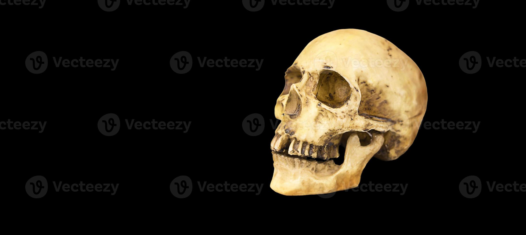 A model of a human skull on a black background, isolated. Head bone, eye sockets, teeth-a concept for science, medicine, Halloween. Copy space. photo