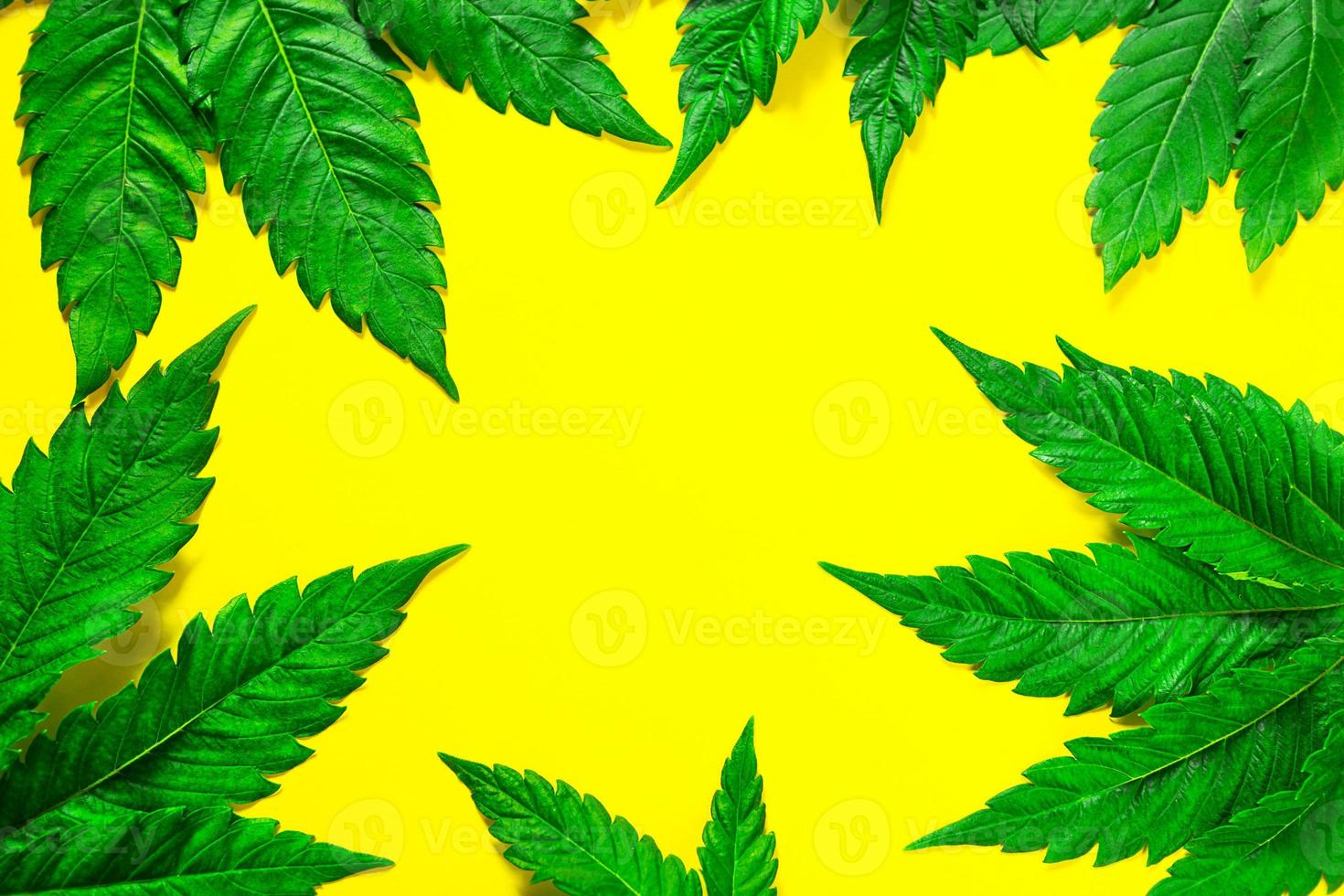 Frame made of hemp leaves on a yellow background. Cannabis close-up. Marijuana is a drug and alternative medicine, recreation, form. Copy space photo