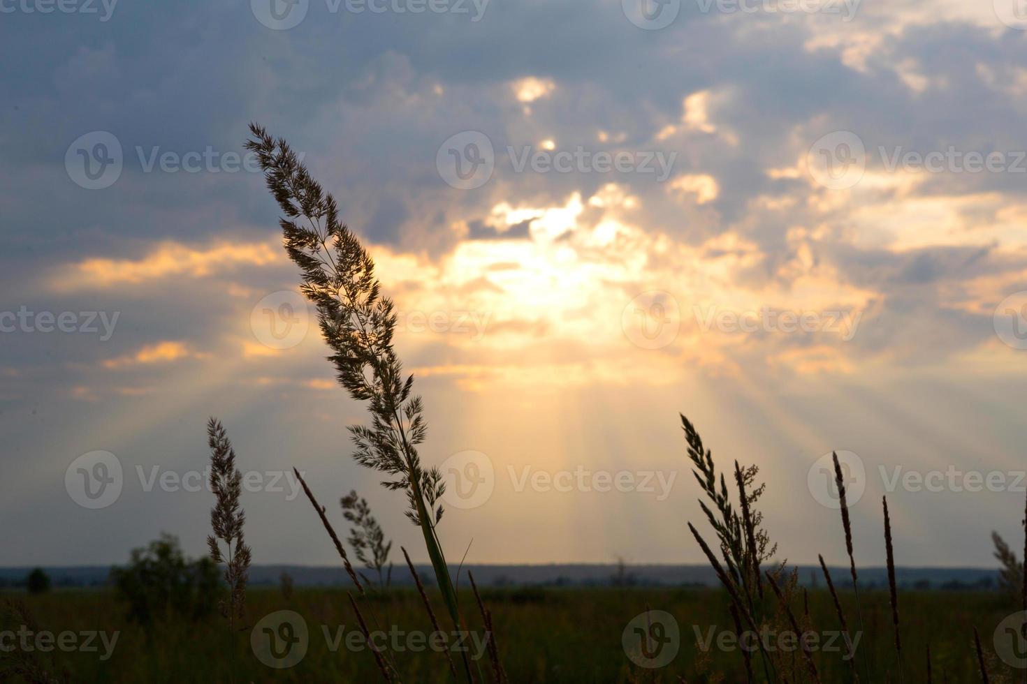 Dry grass-panicles of the Pampas against orange sky with a setting sun. Nature, decorative wild reeds, ecology. Summer evening, dry autumn grass photo