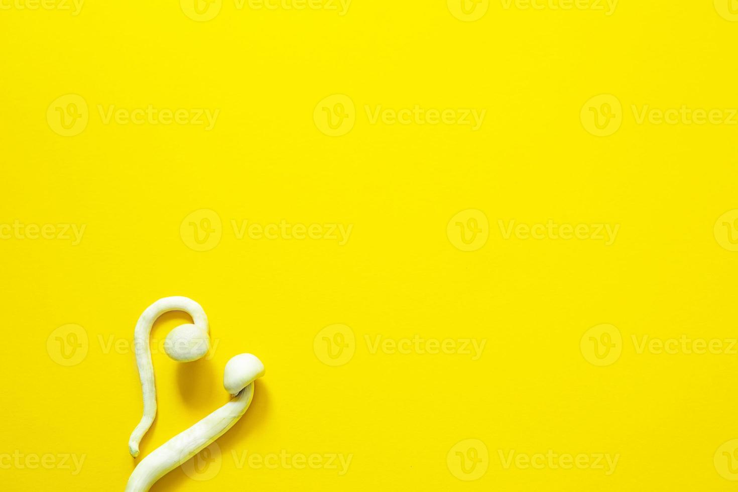 Dried psilocybin mushrooms on a yellow background, variety psilocybe cubensis rasta white. Cultivation, creation of conditions. Microdosing, psychedelic trip, recreation and change of consciousness photo