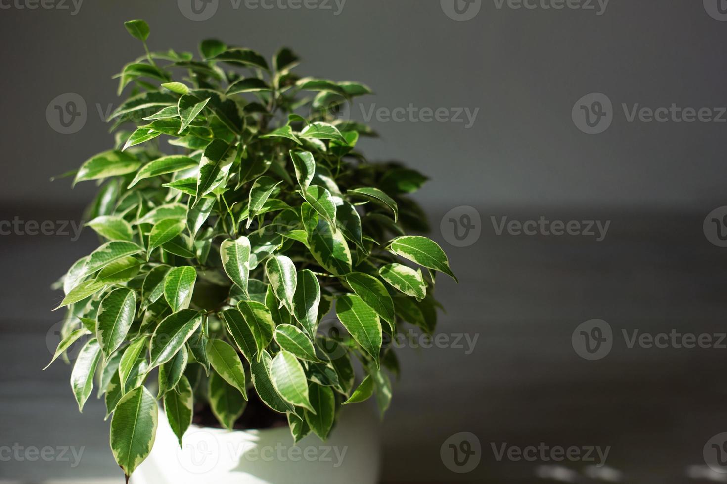 Variegate foliage of ficus Benjamin in a round pot close-up. Growing potted house plants, green home decor, care and cultivation photo