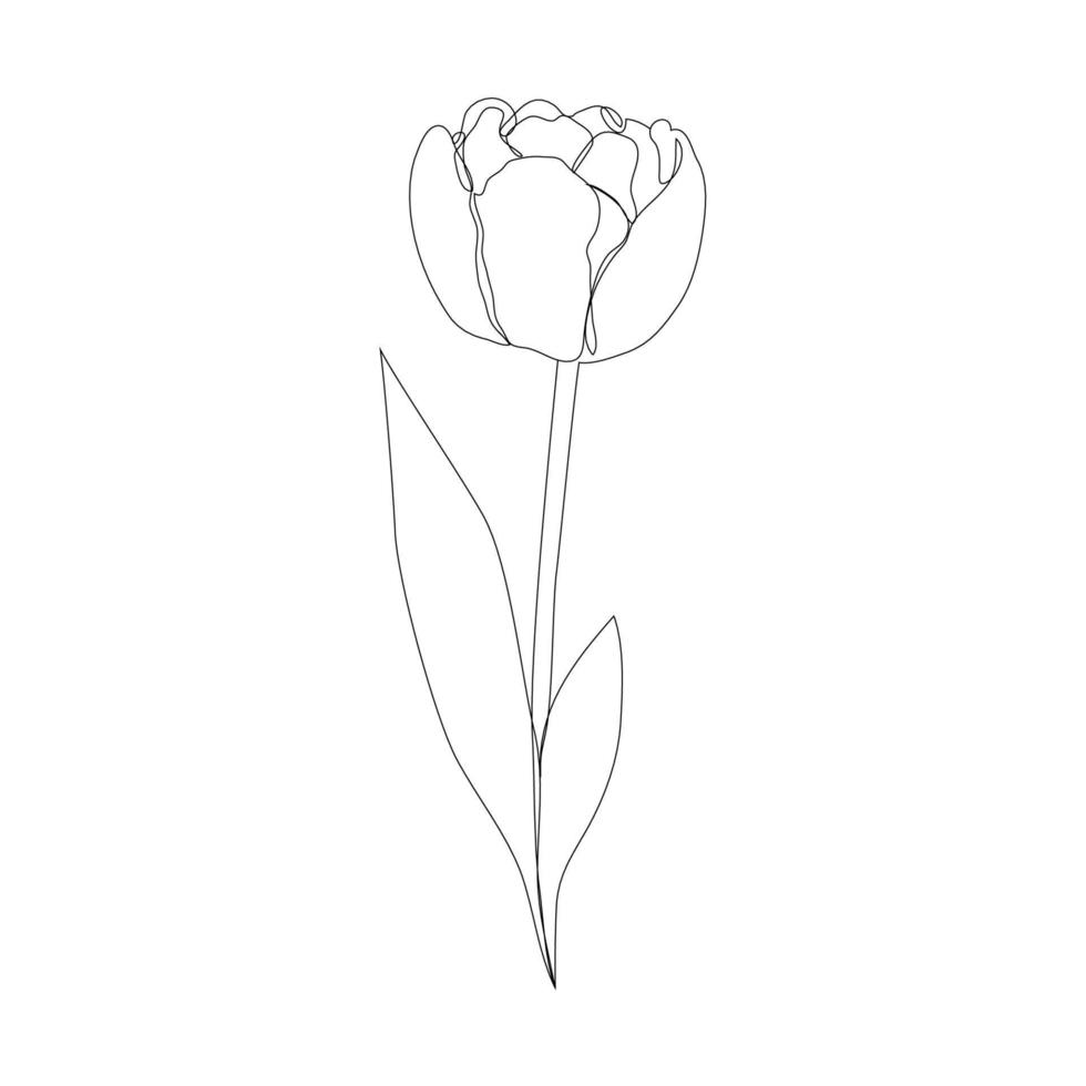 hermosa flor de tulipán floreciente en estilo de dibujo de línea continua. boceto lineal negro minimalista aislado sobre fondo blanco. ilustración vectorial vector