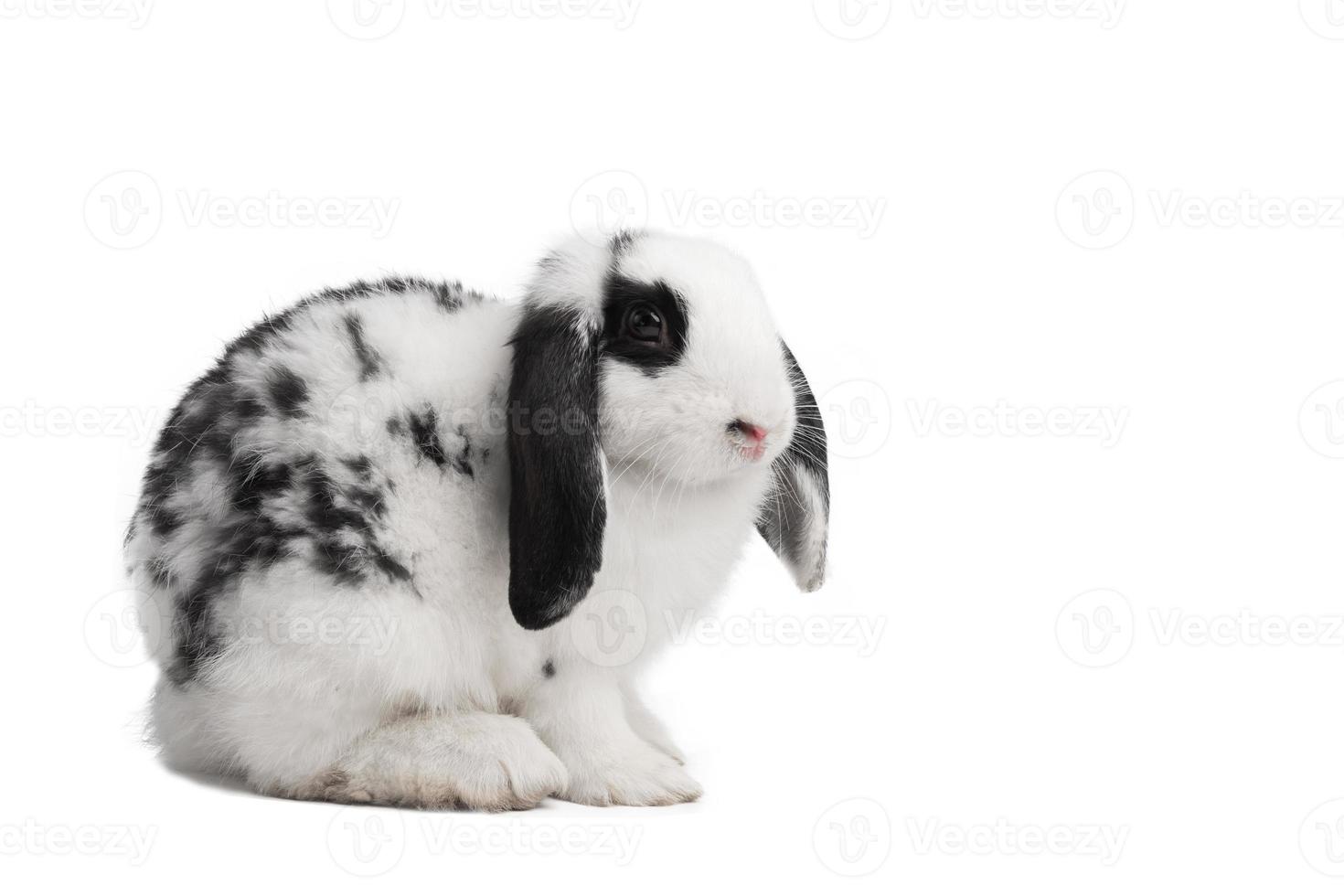 Cute rabbit of white and black with copy space on isolated white.  Pet concept photo