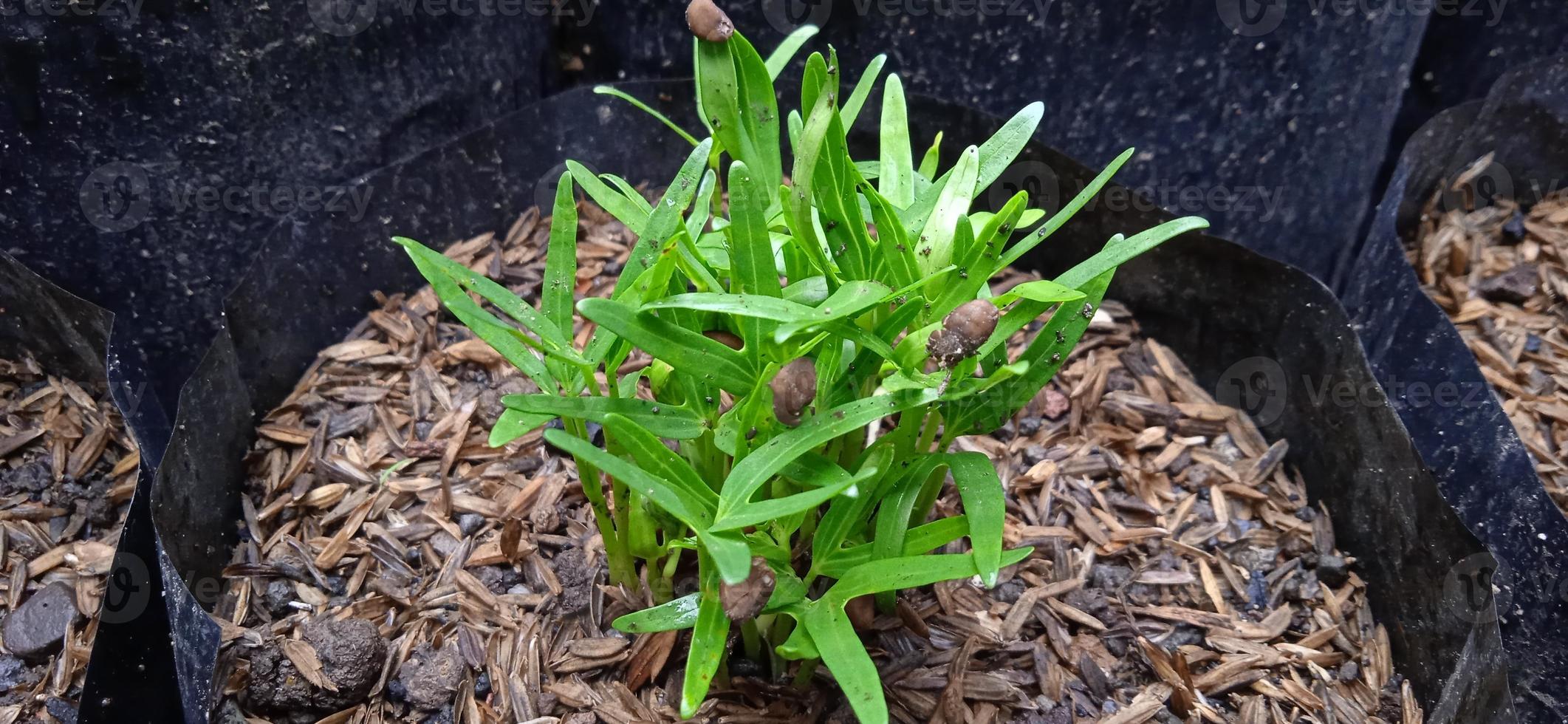 Young shoot groups of freshly kale Ipomea reptans poir in the black polybag. Kale recently grows by its brown seed in the garden. Suitable for agriculture, science info and magazine, biology, etc. photo