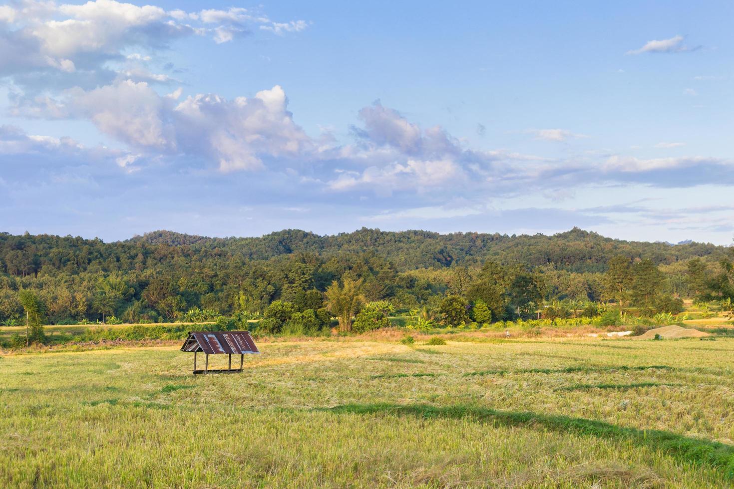 Golden Rice Field with a little hut has a big mountain and blue sky as background. photo