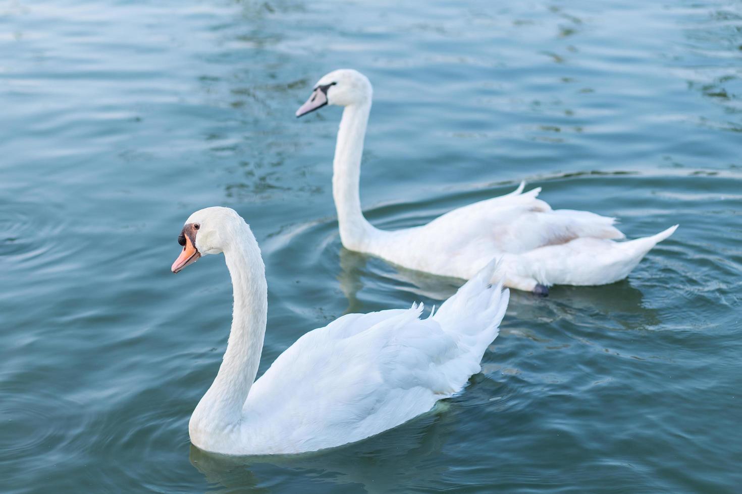 dos cisnes blancos enamorados nadando en el lago foto