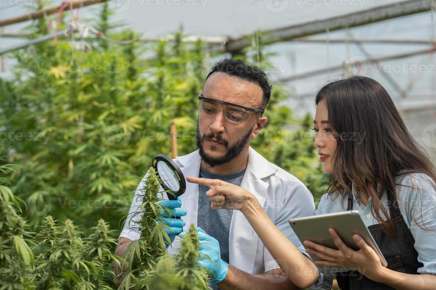 Two scientists using magnifying glass checking cannabis plant for research in a greenhouse. Alternative medicine. Growing organic cannabis herb on the farm. Marijuana for alternative medical concept. photo