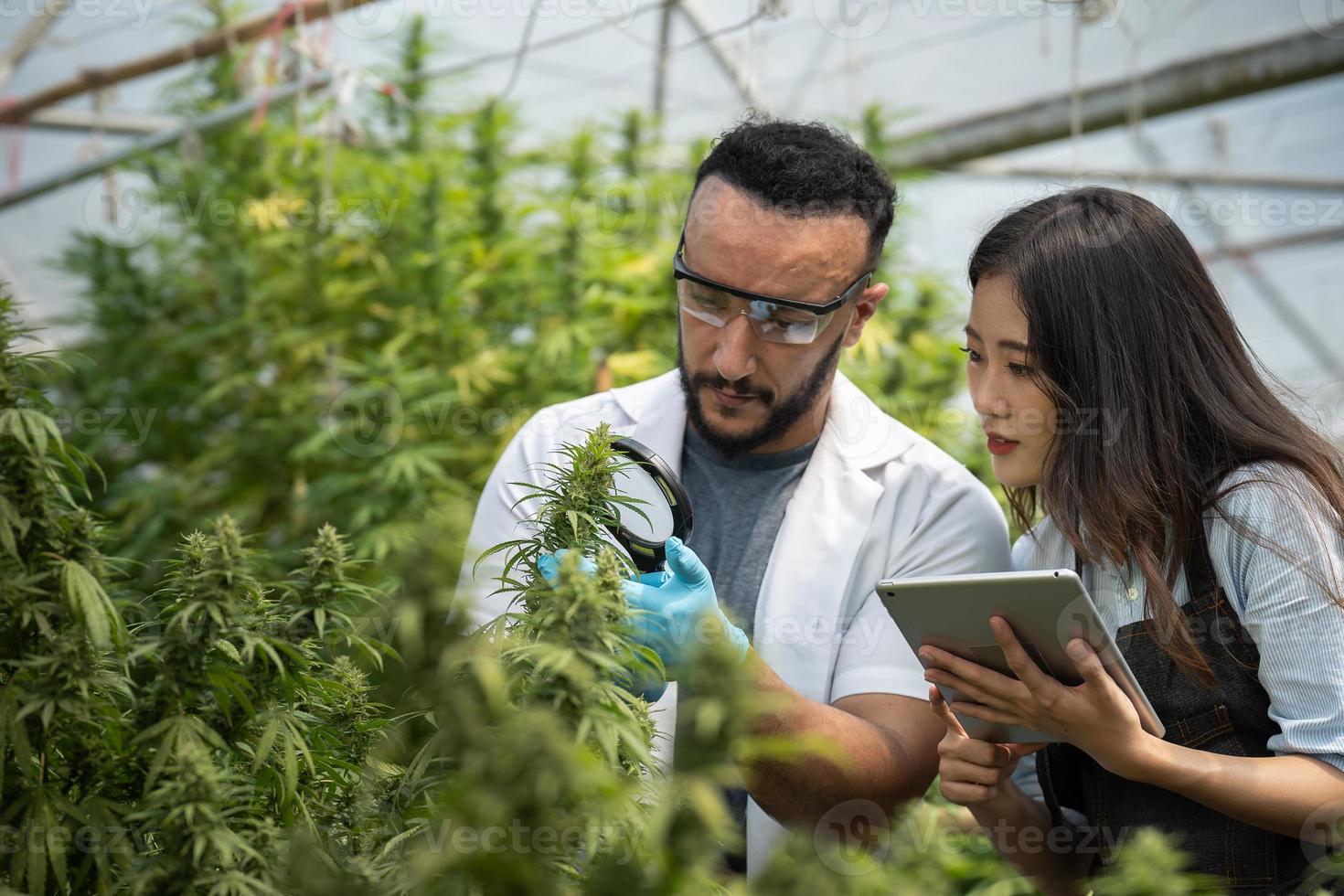 Two scientists using magnifying glass checking cannabis plant for research in a greenhouse. Alternative medicine. Growing organic cannabis herb on the farm. Marijuana for alternative medical concept. photo