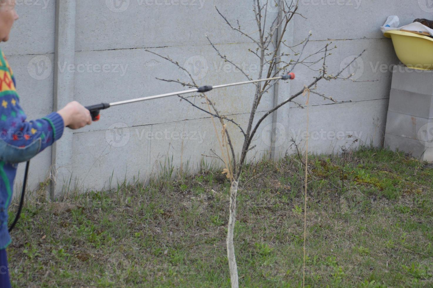 Spraying trees and plants with a solution to protect photo
