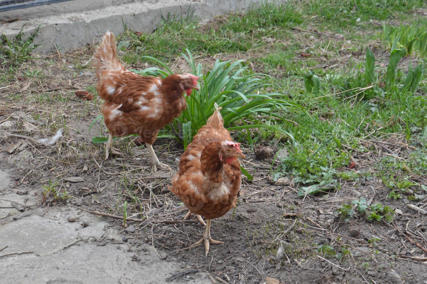 los pollos caminan y picotean el grano en el jardín foto