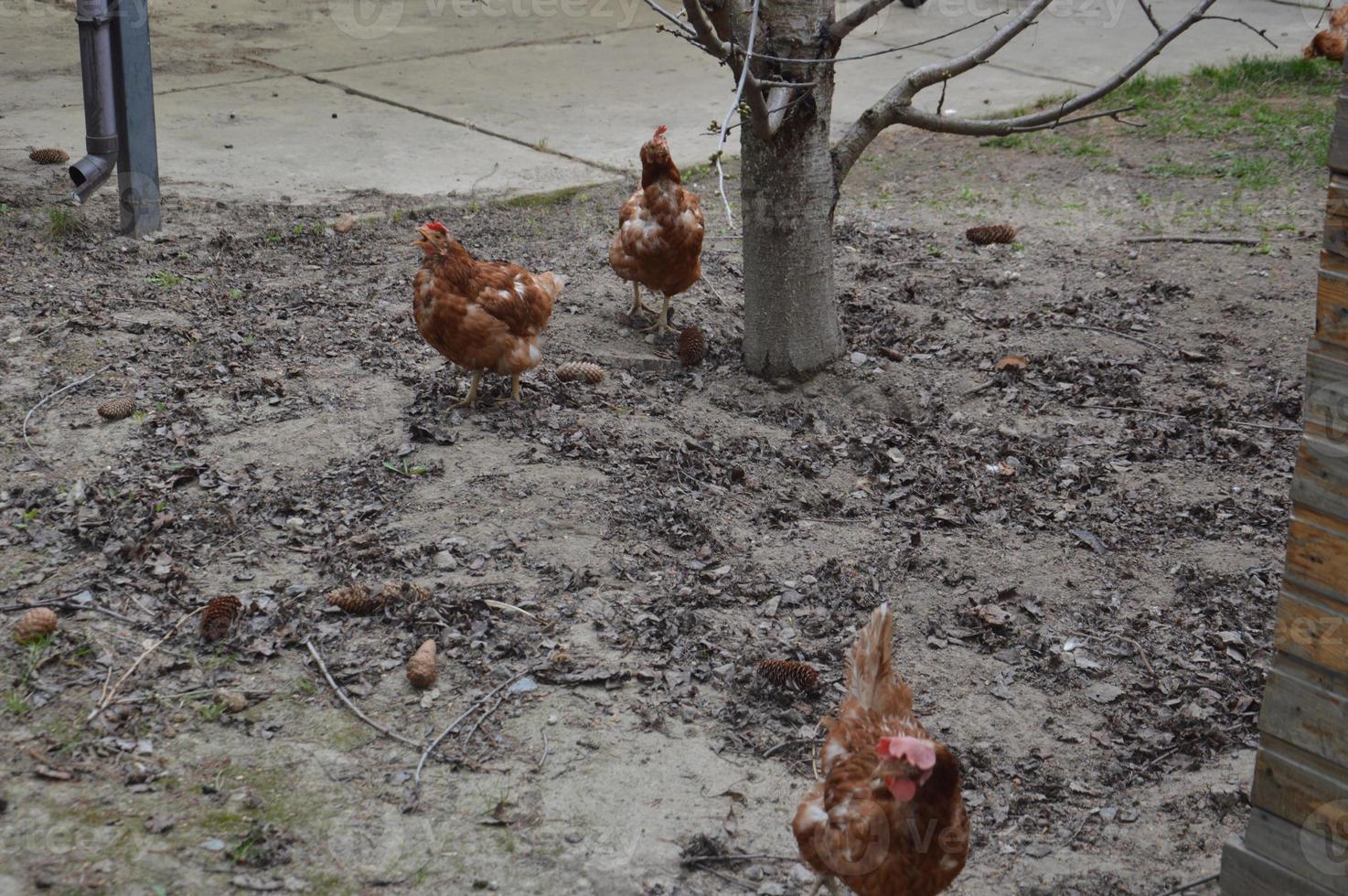 los pollos caminan y picotean el grano en el jardín foto