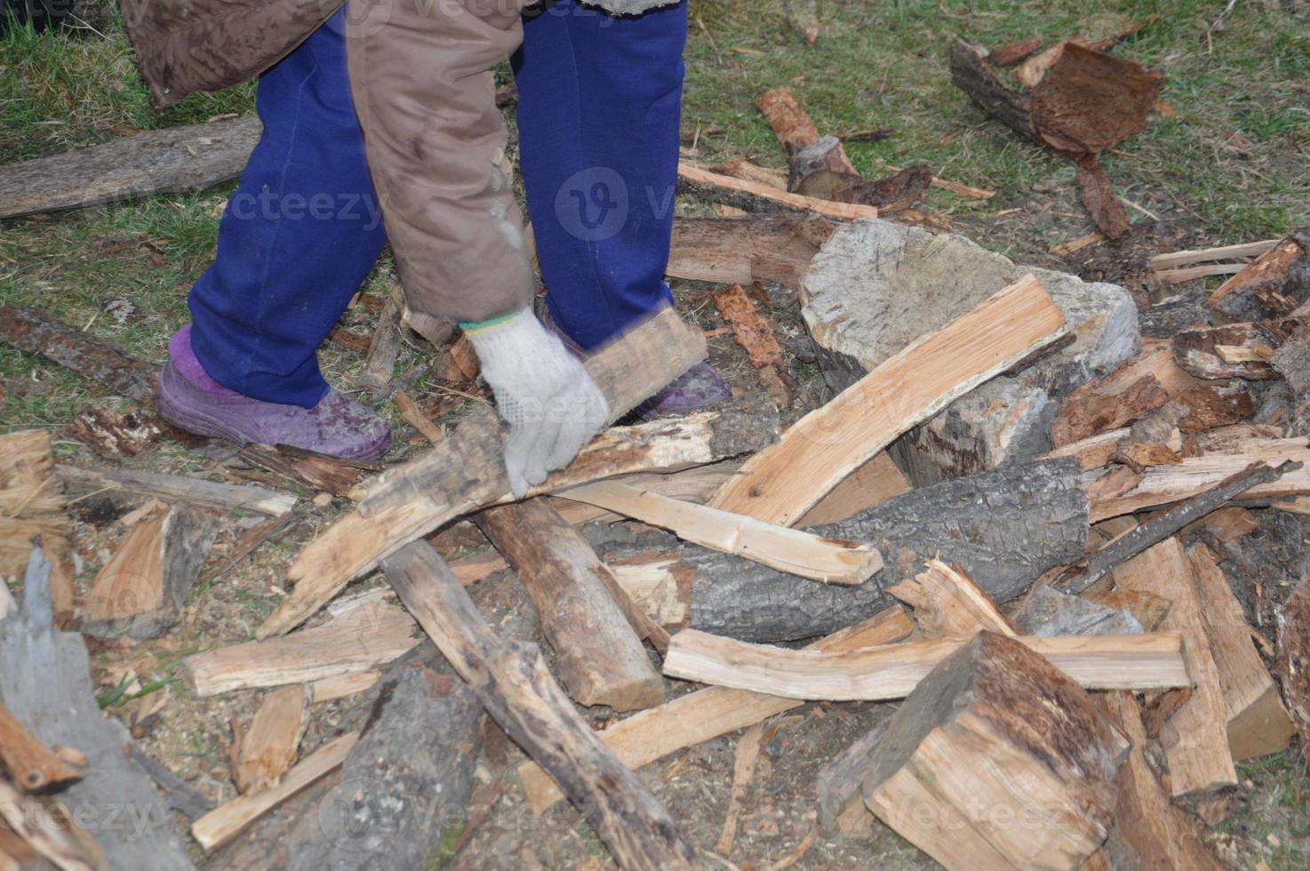 Collecting firewood after cutting for drying and heating the house photo