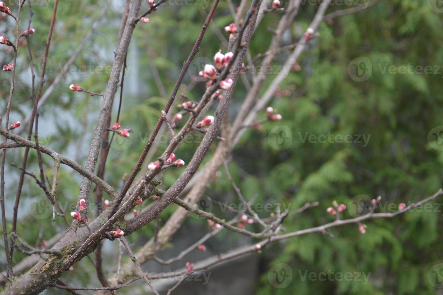 Bloomed buds and flowers of trees in spring in the garden photo