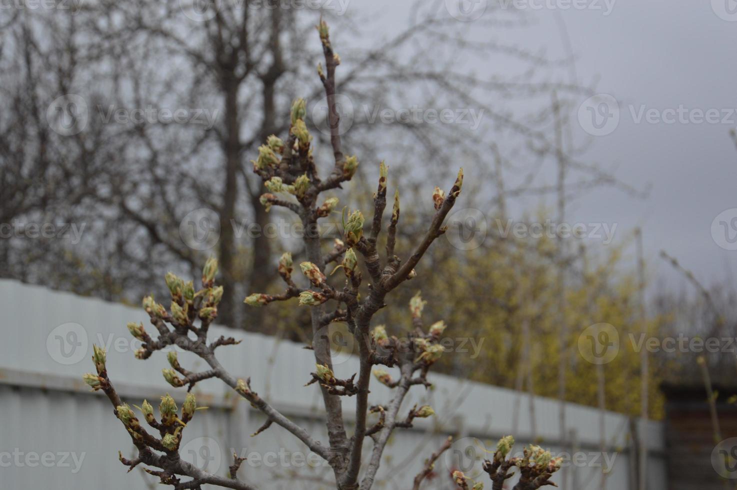 Bloomed buds and flowers of trees in spring in the garden photo