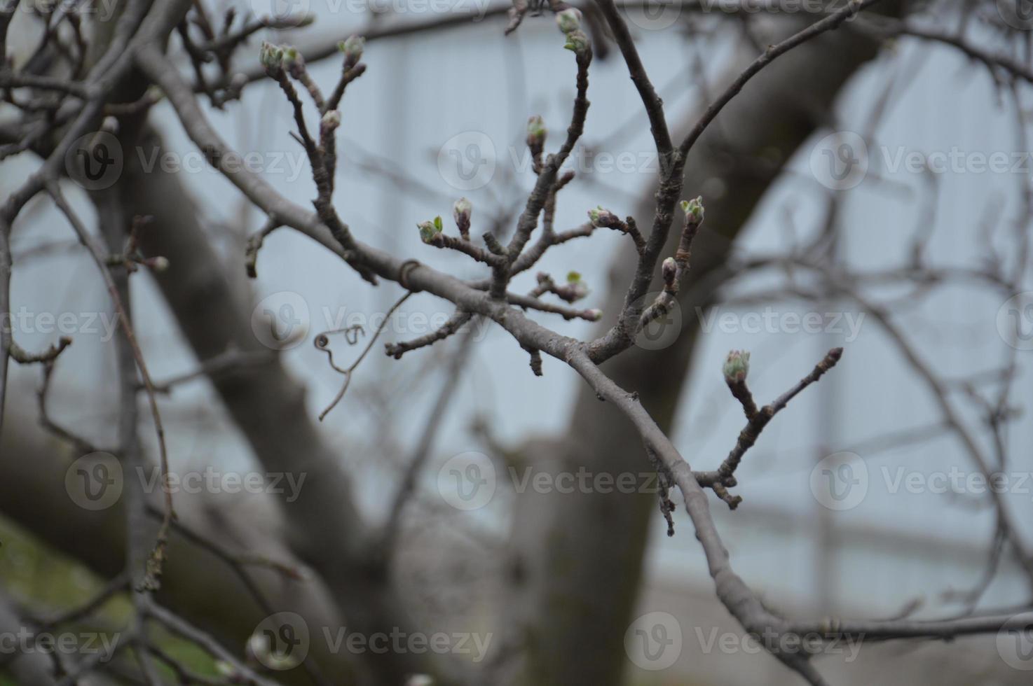 Bloomed buds and flowers of trees in spring in the garden photo