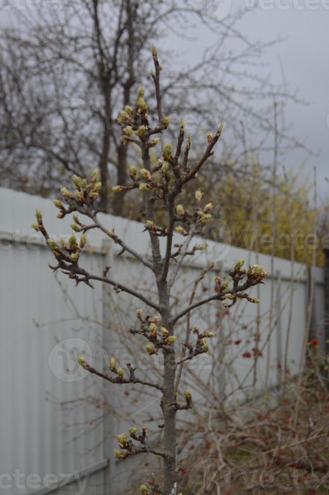 Bloomed buds and flowers of trees in spring in the garden photo