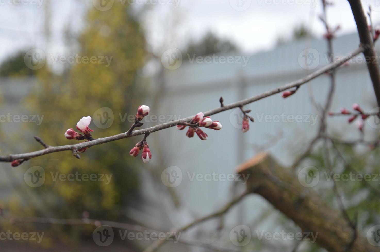Bloomed buds and flowers of trees in spring in the garden photo