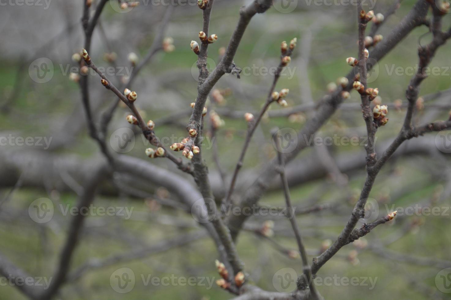 Bloomed buds and flowers of trees in spring in the garden photo