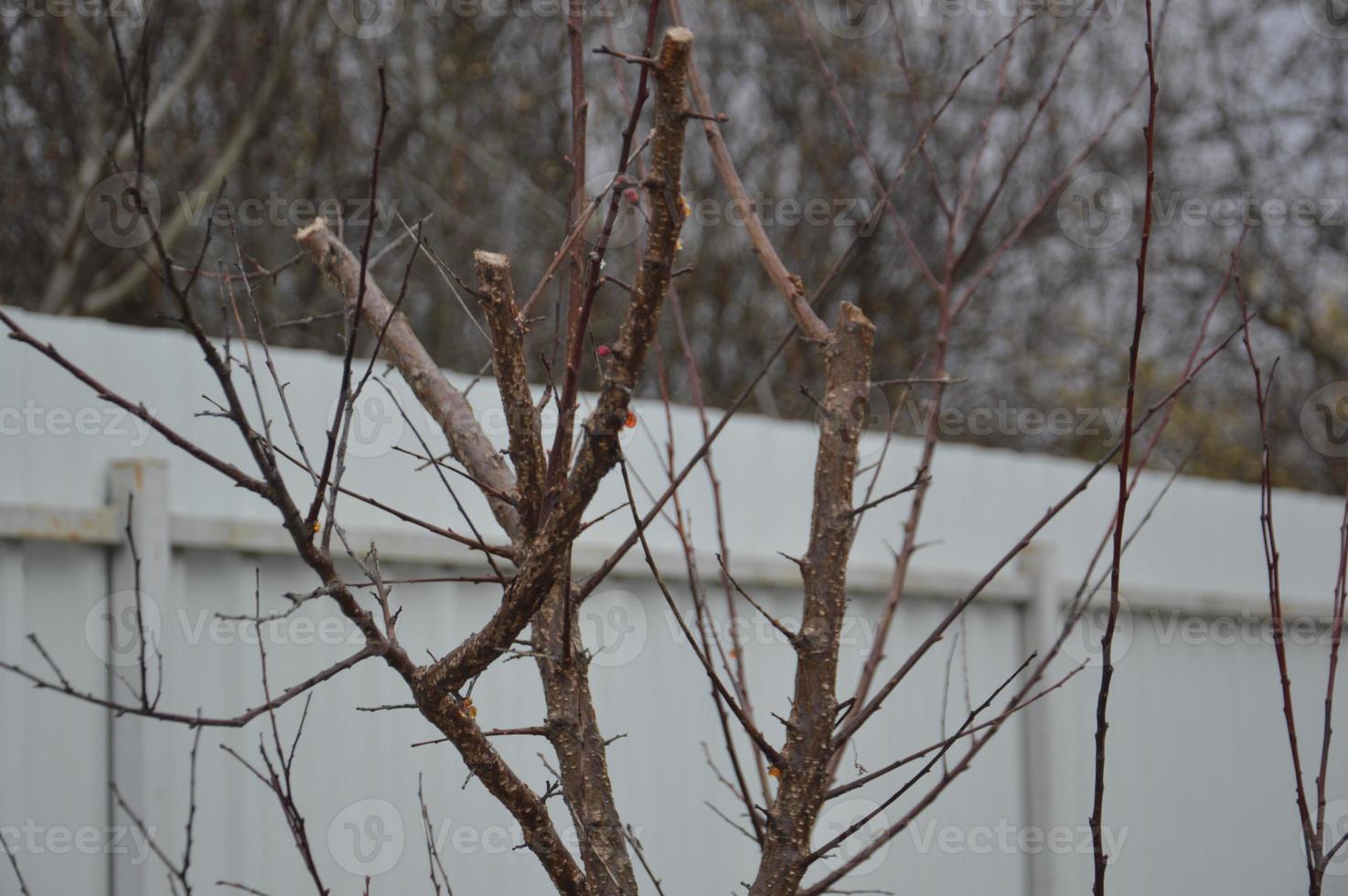 Bloomed buds and flowers of trees in spring in the garden photo
