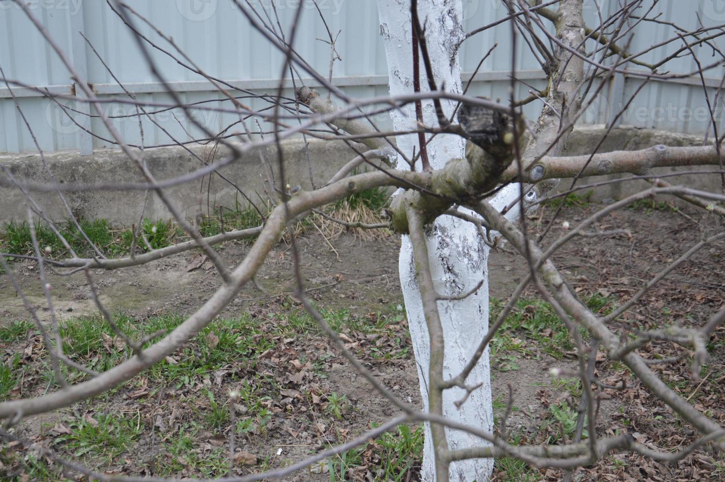 Bloomed buds and flowers of trees in spring in the garden photo