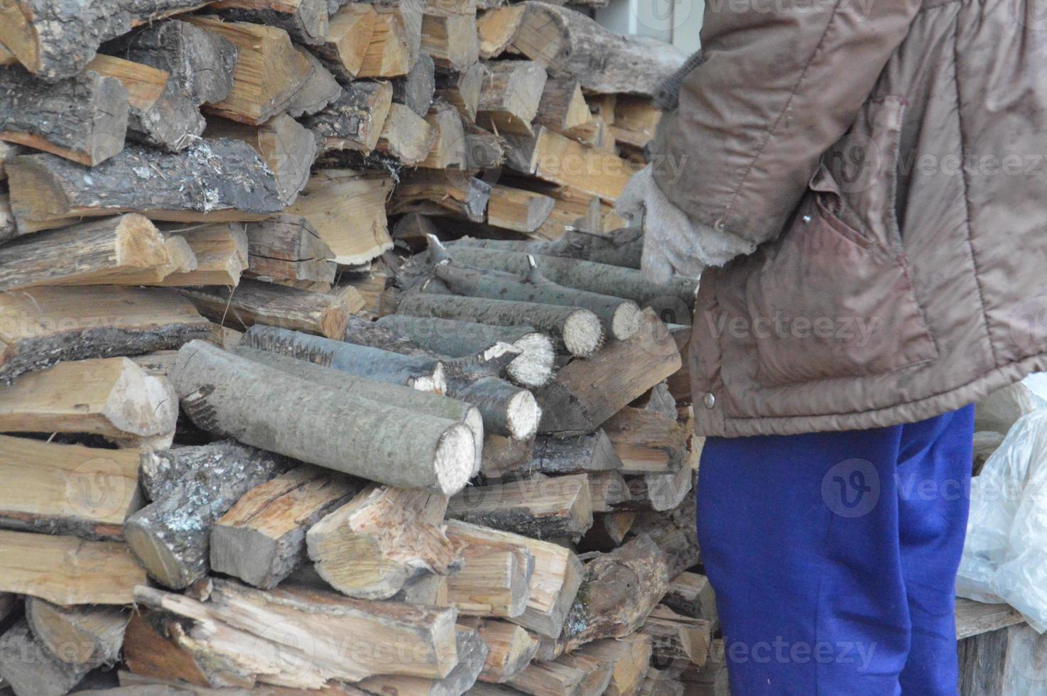 Collecting firewood after cutting for drying and heating the house photo