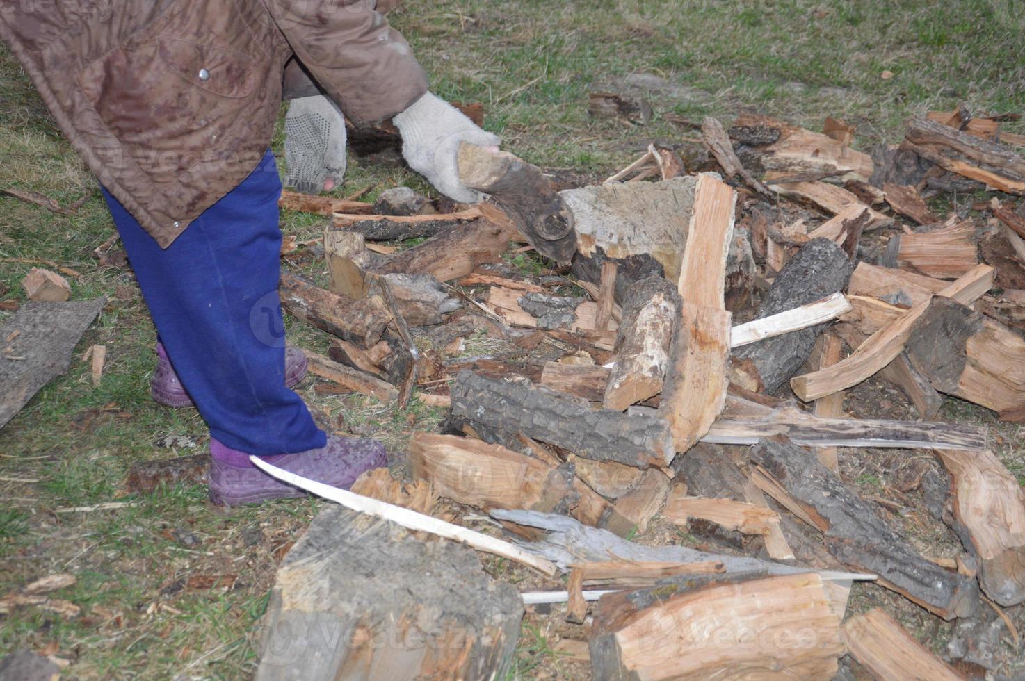 Collecting firewood after cutting for drying and heating the house photo