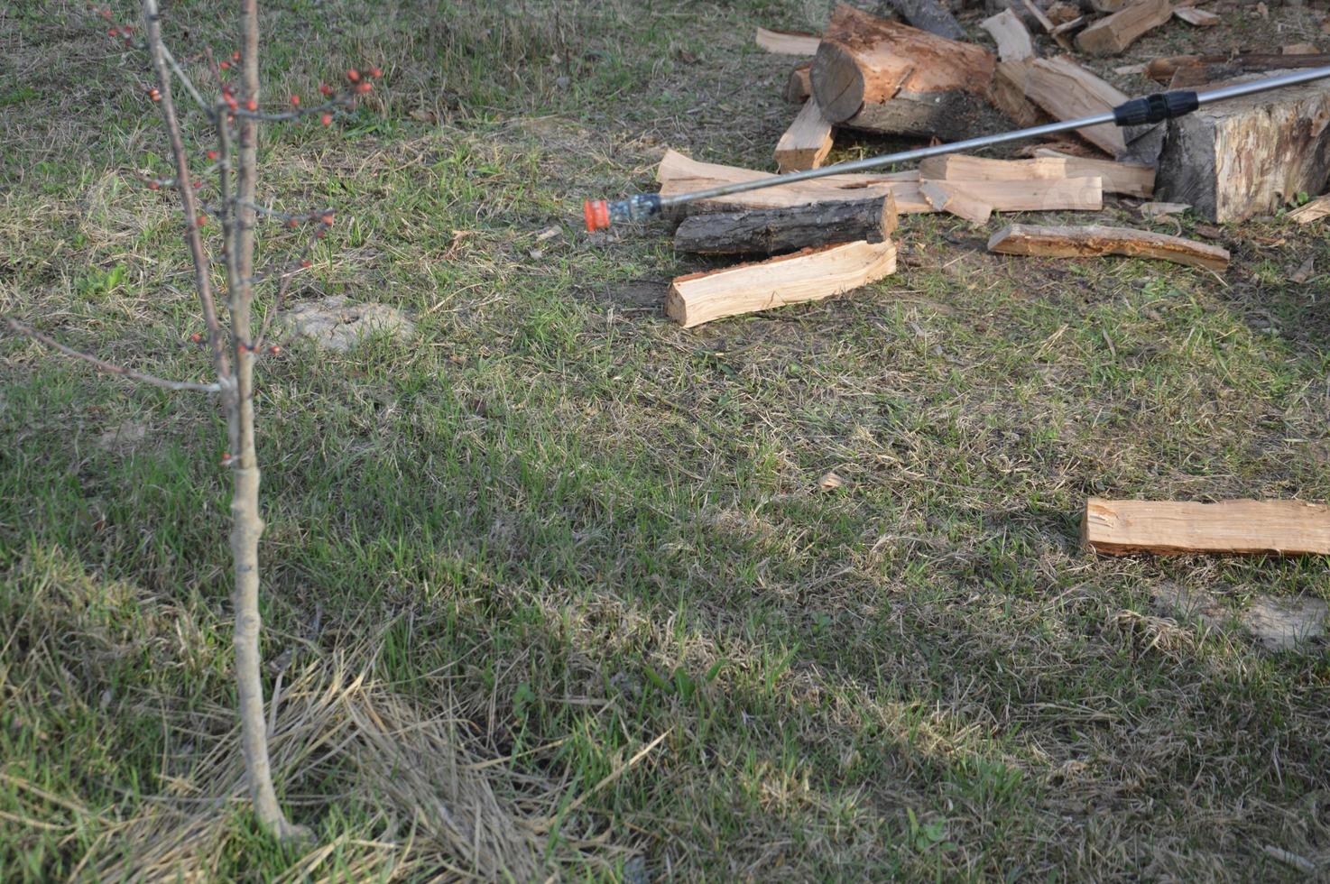 Spraying trees and plants with a solution to protect photo