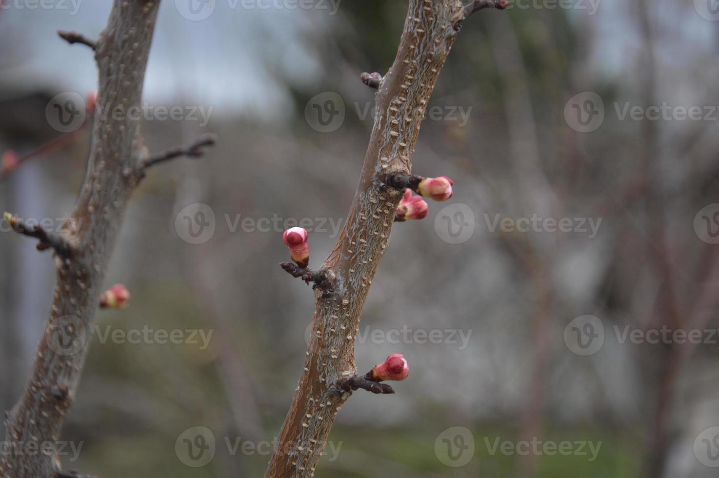 Bloomed buds and flowers of trees in spring in the garden photo