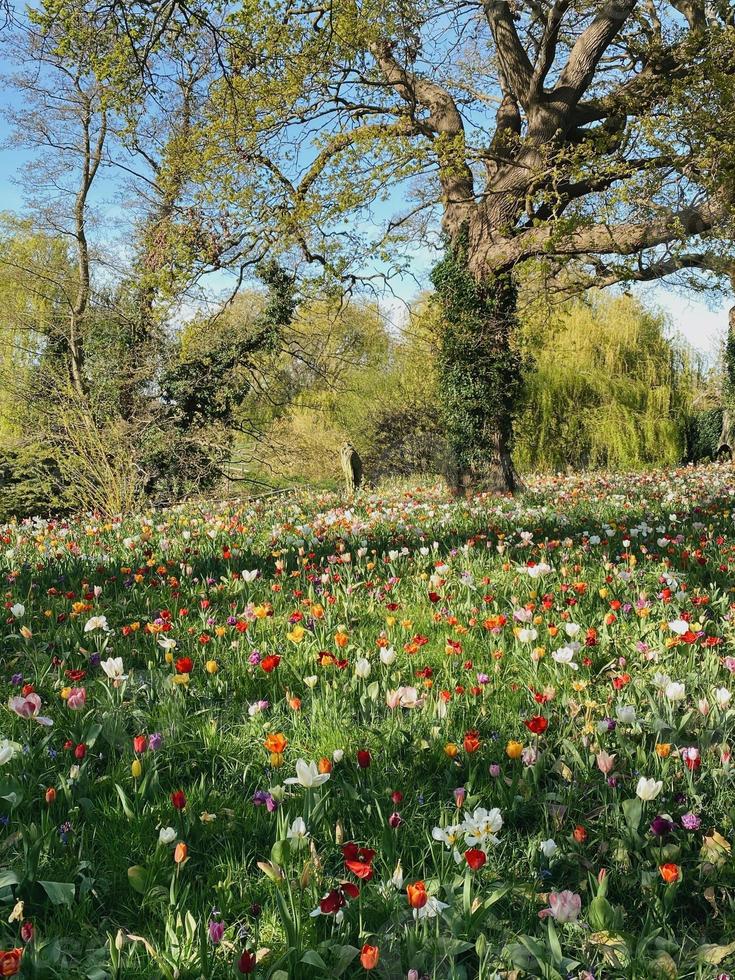 flowers garden trees nature spring summer photo