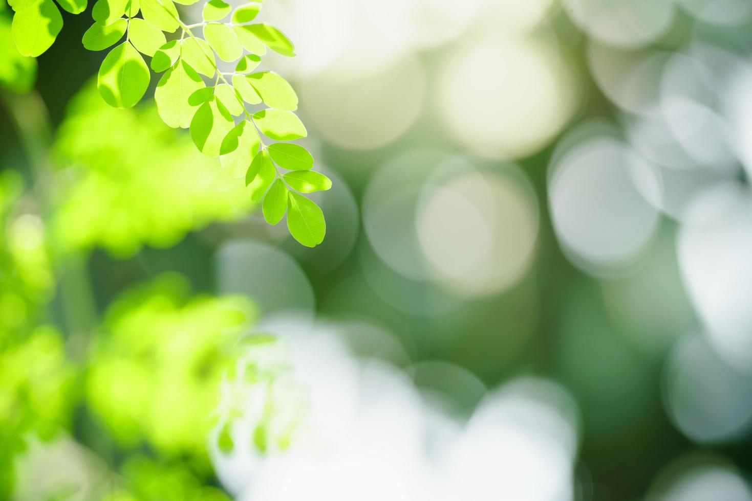 Blur greenery background deals
