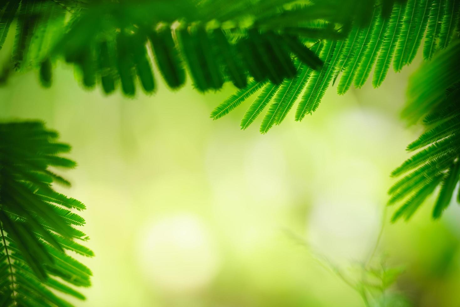 Beautiful nature view green leaf on blurred greenery background under sunlight with bokeh and copy space using as background natural plants landscape, ecology wallpaper concept. photo