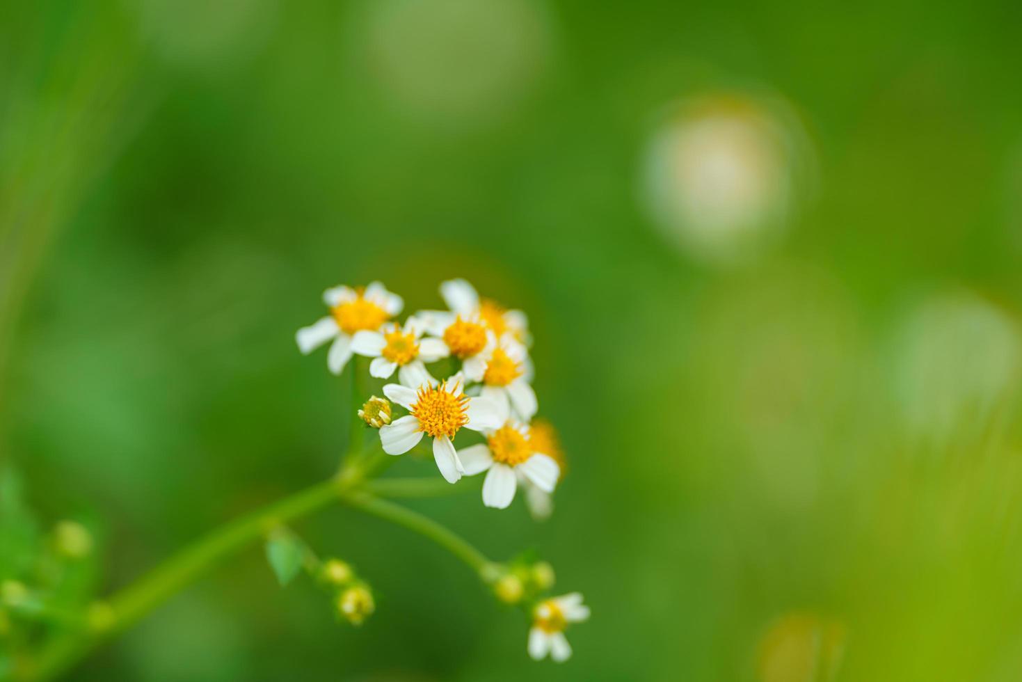 primer plano de una hermosa mini flor blanca con polen amarillo bajo la luz del sol con espacio de copia usando como fondo el paisaje de plantas naturales verdes, concepto de página de papel tapiz ecológico. foto