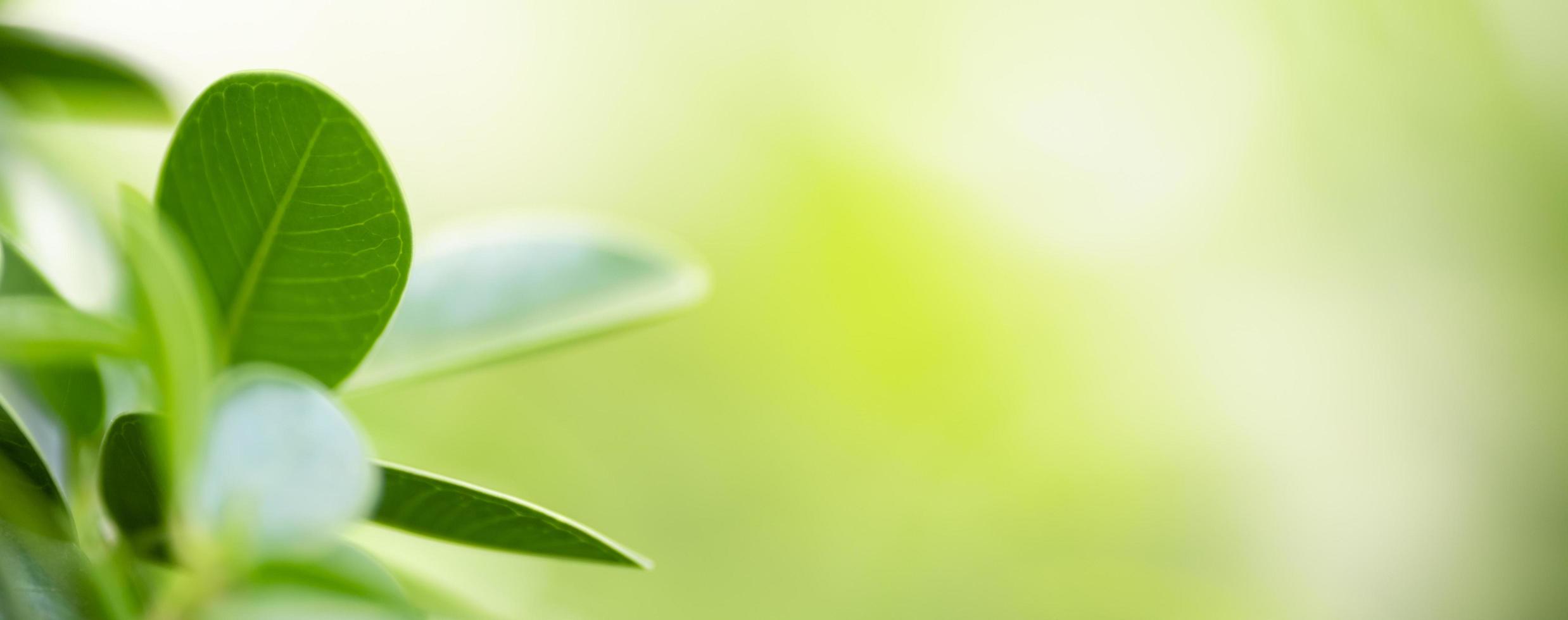 Close up of nature view green leaf on blurred greenery background under sunlight with bokeh and copy space using as background natural plants landscape, ecology cover concept. photo