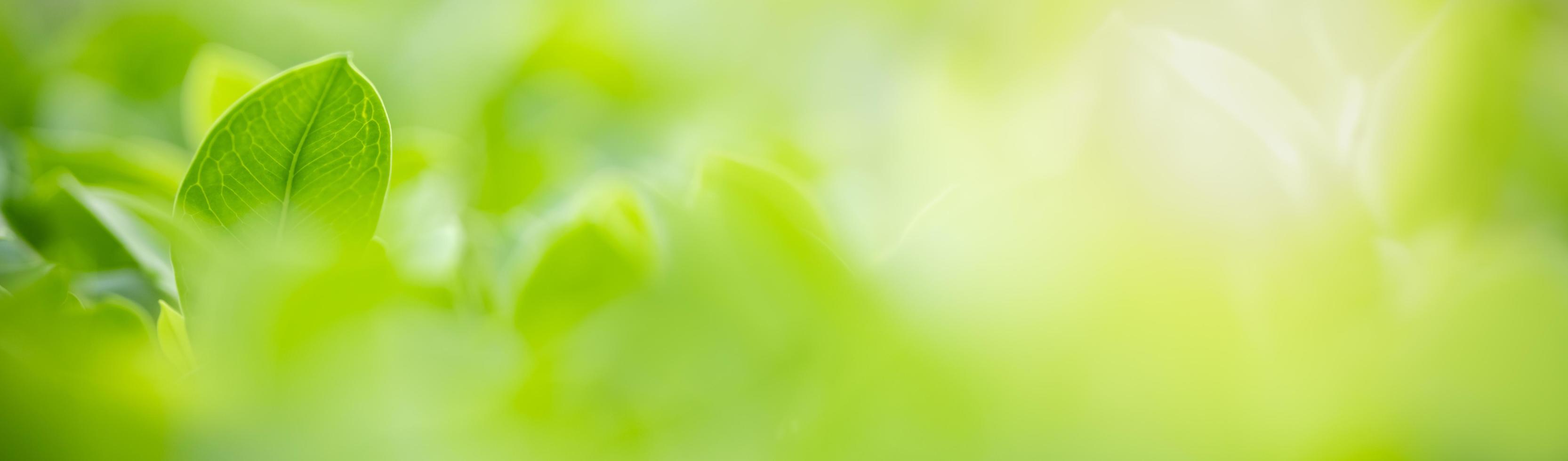Close up of nature view green leaf on blurred greenery background under sunlight with bokeh and copy space using as background natural plants landscape, ecology cover concept. photo