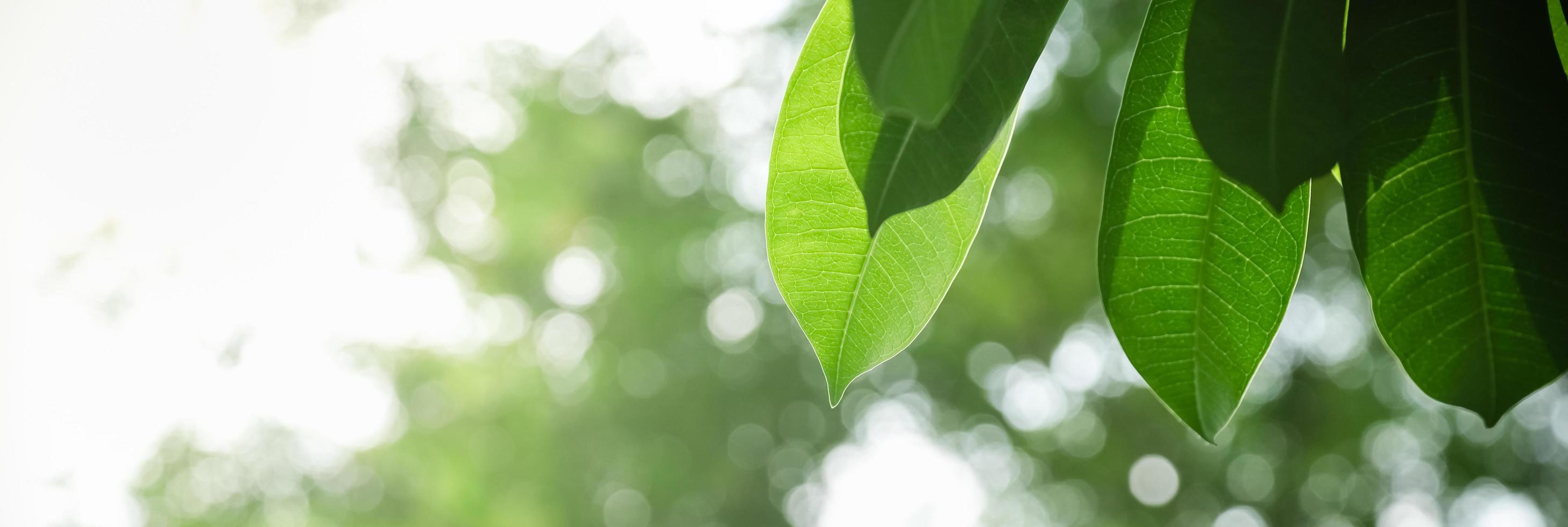 Close up of nature view green leaf on blurred greenery background under sunlight with bokeh and copy space using as background natural plants landscape, ecology cover concept. photo